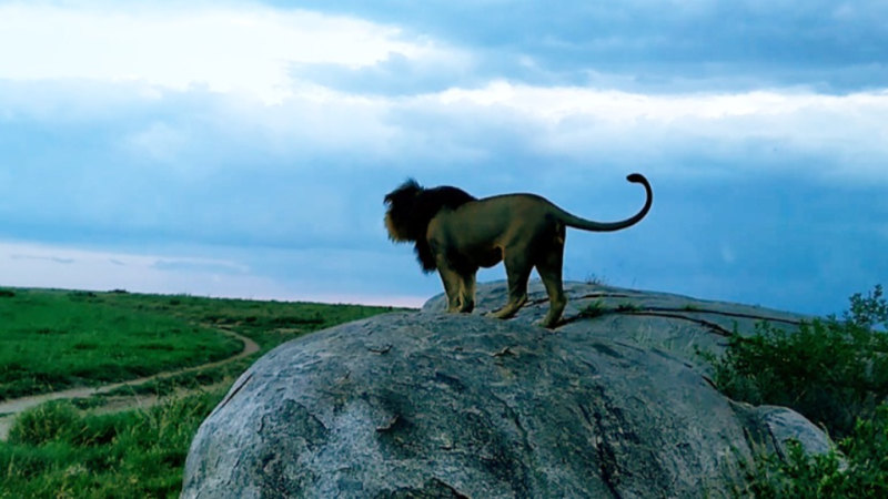 'Serengeti'nin Kralı' rakipleri tarafından öldürüldü