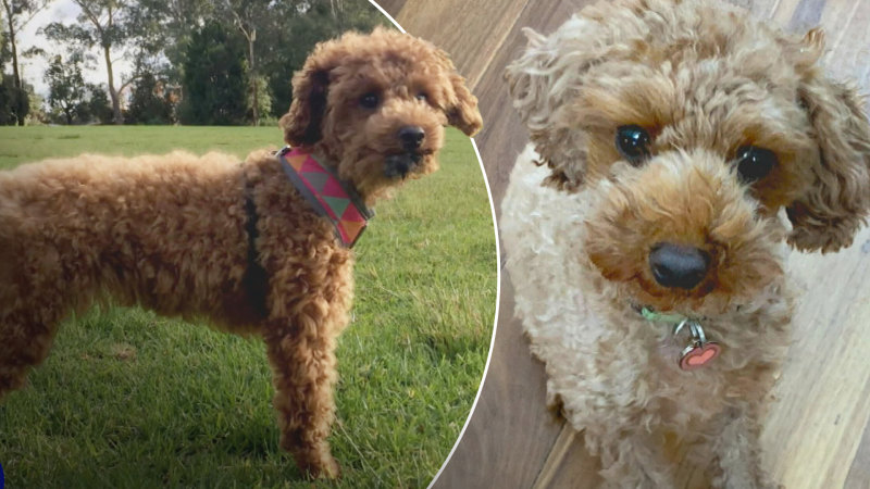 Desperate search for stolen cavoodle after break-in