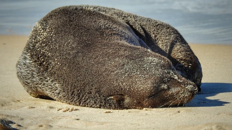 Image result for little fur seals on bribie island