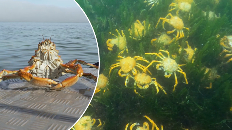 Video: Thousands of spider crabs descend on beach