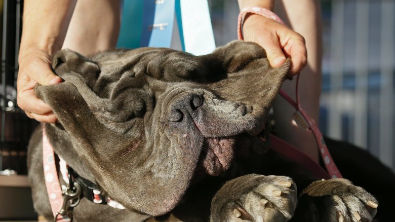 World's ugliest sale dog 2017