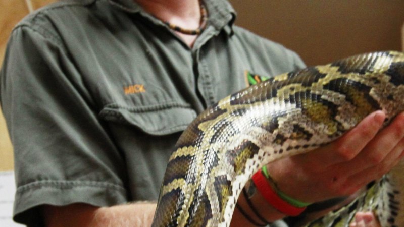 A two-metre python wrapped around my arm? No problem!