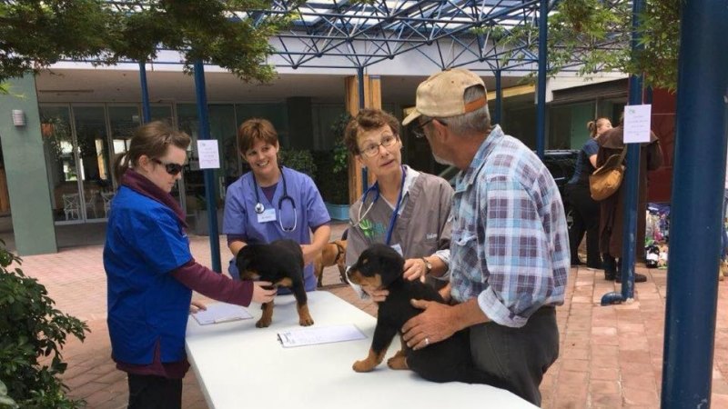 Pets in the Park begin second year in bringing free vet care to