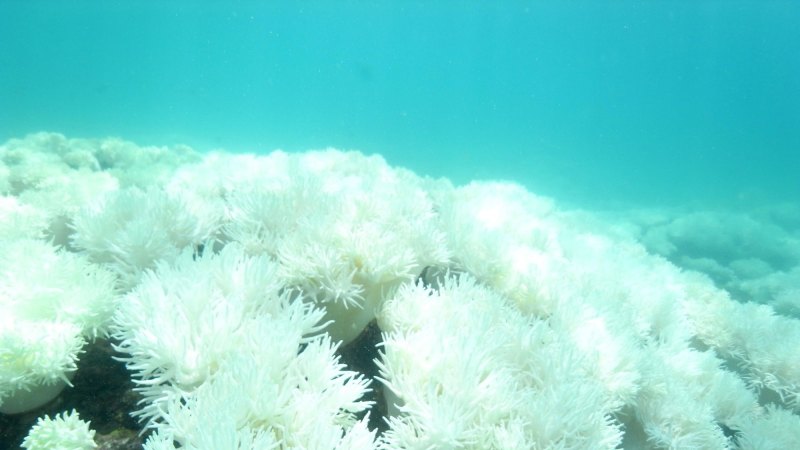 I saw the Great Barrier Reef die last weekend and I wept