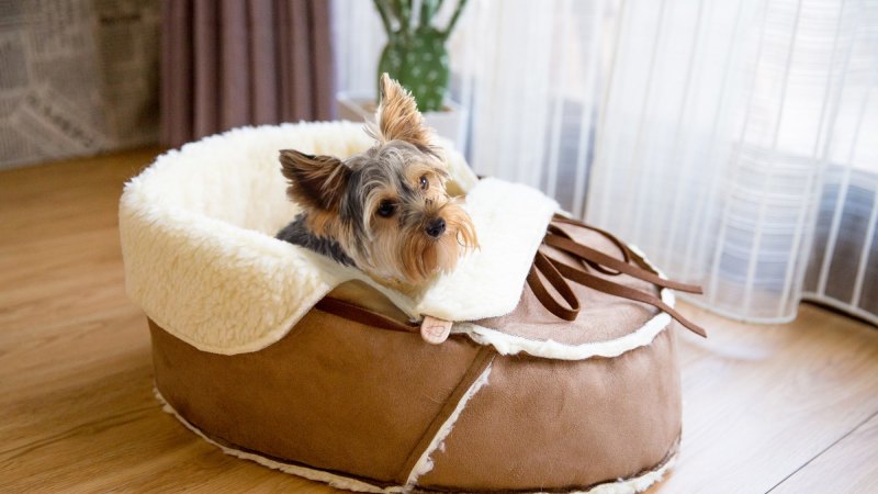 Moccasin store cat bed