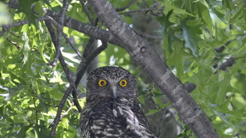 gang-gang-powerful-owl-visits