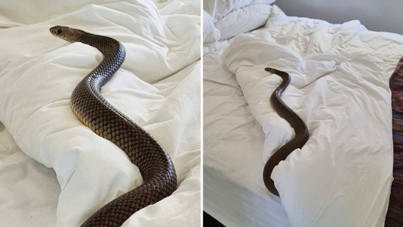 Snake on sale bed sheets