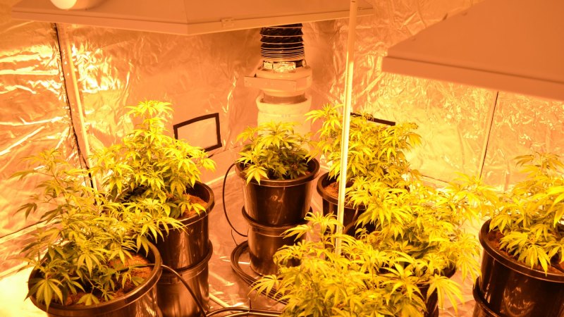 How to spot a grow house or drug lab in your street