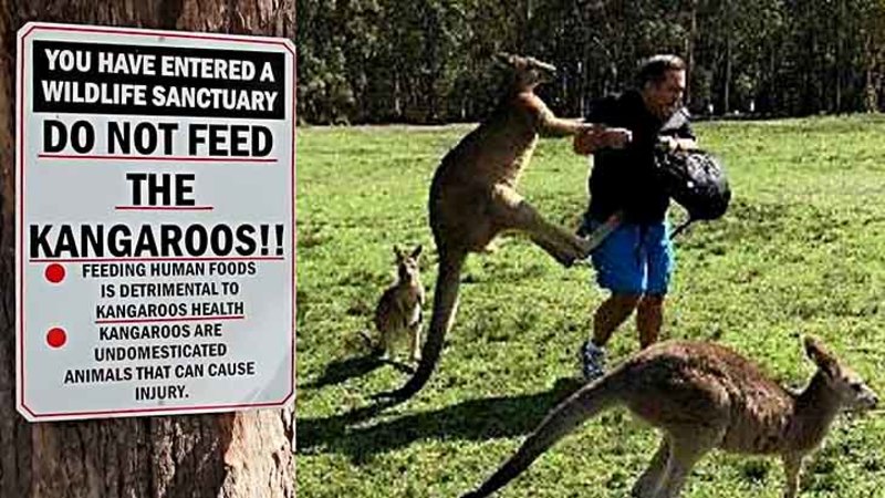 Video: Kangaroo attacks spur call for action