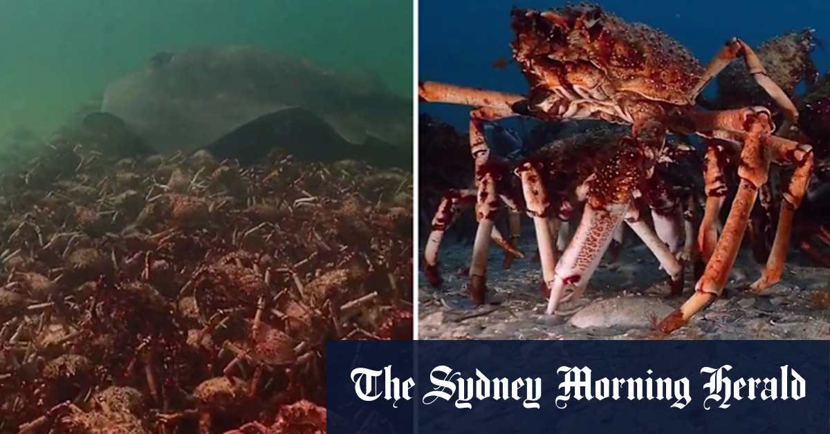 Video Thousands of native spider crabs gather underneath Melbourne's