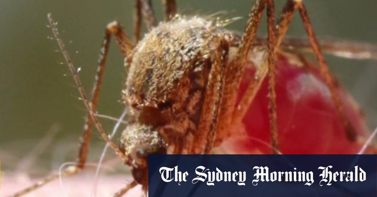 Queenslanders at higher risk of Ross Rover virus