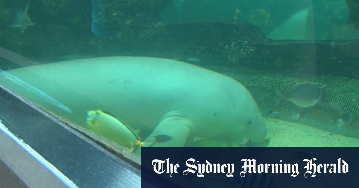 Video Rising cost of lettuce impacting Sydney dugong