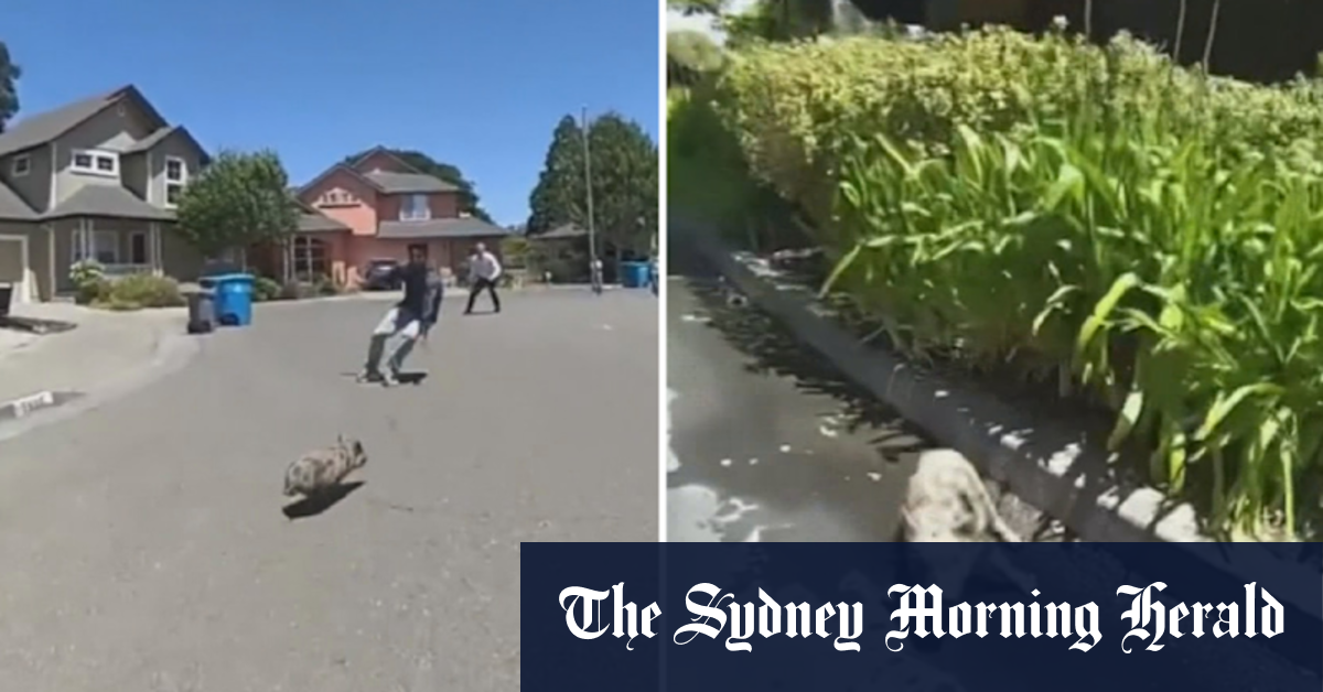 Pet pig takes police on wild chase