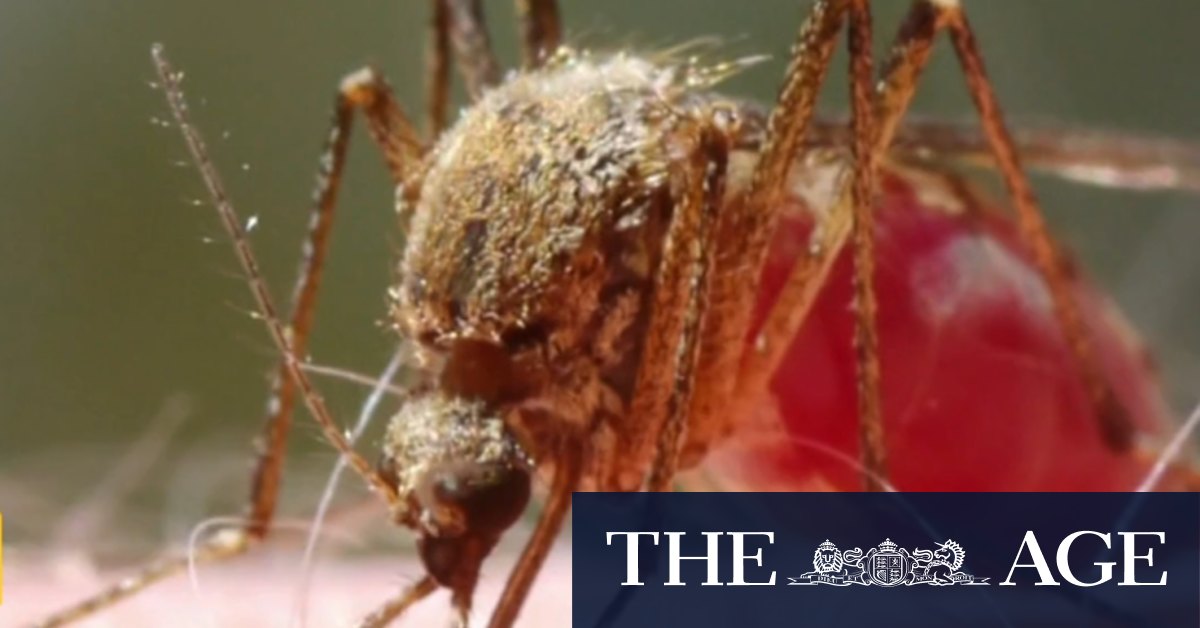 Queenslanders at higher risk of Ross Rover virus