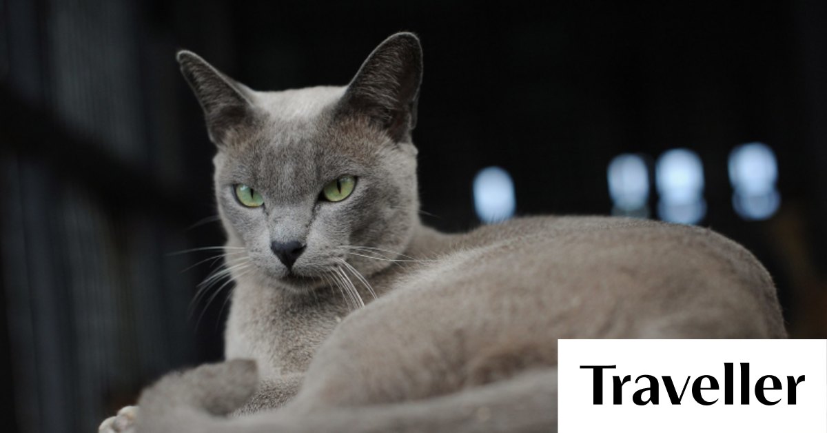 Grey clearance burmese cat