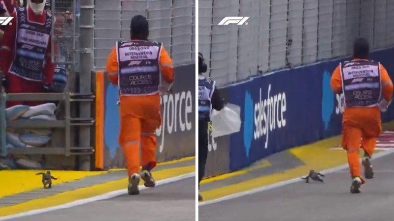 Massive lizard stops F1 session