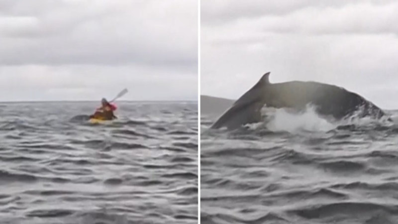 Wild moment whale swallows a kayaker and spits him back out