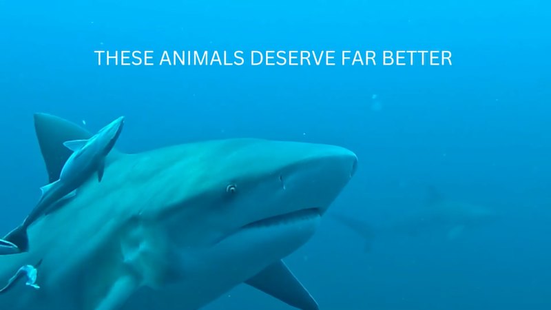 Promotional video for Sharksafe Barrier