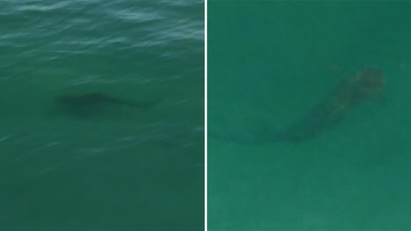 Close encounters with sharks at Perth beaches