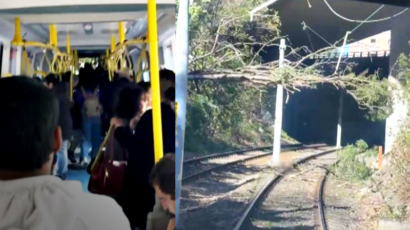 Light rail carriage hit by fallen tree as damaging winds blast Sydney