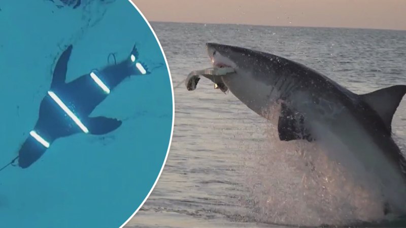 Lights could protect surfers from sharks, researchers say