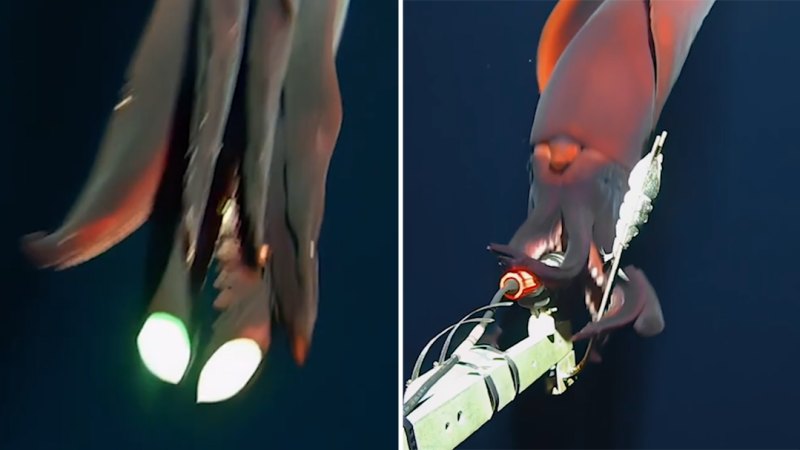 Rare footage of squid ‘attacking’ camera captured