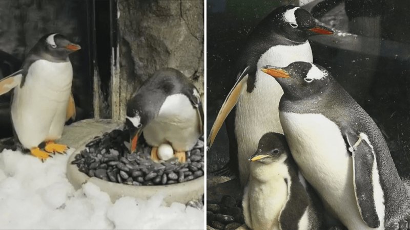 Tributes for Sphen the queer Gentoo penguin