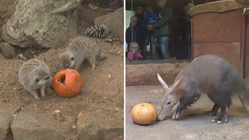 Zoo animals fed pumpkins for Halloween