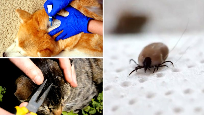 Australian pet owners warned to stay vigilant during tick season