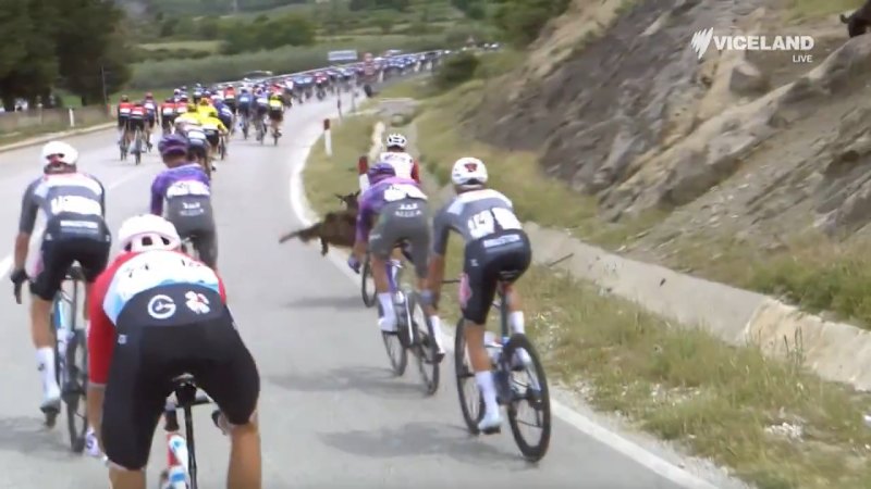 Goat runs through peloton, attacks rider during Giro