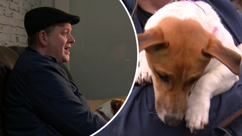 Jack Russell saves life of owner who collapsed at home alone in Melbourne