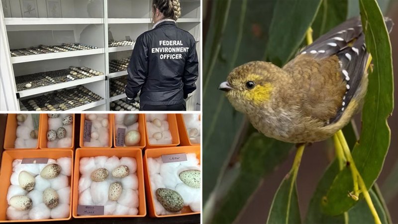 Thousands of rare bird eggs seized in Tasmania