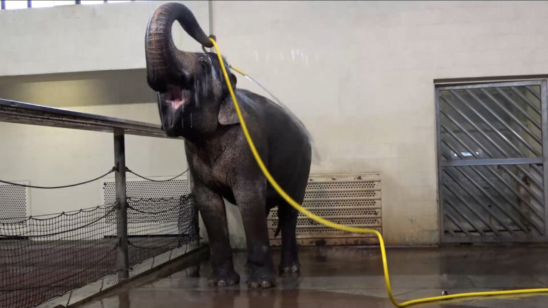 Elephant learns to use hose for daily shower