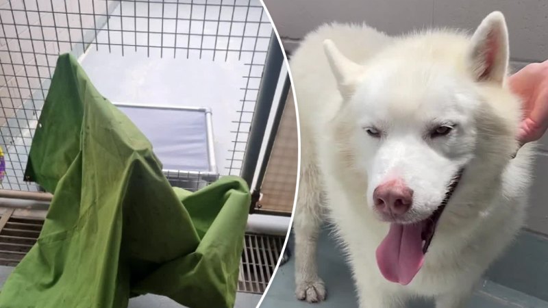 Dognappers steal husky from shelter