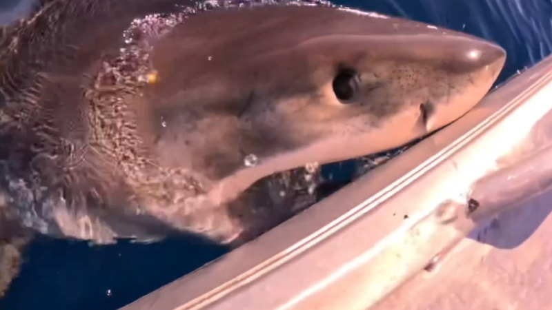 Moment great white shark comes up to bite boat off the Sunshine Coast