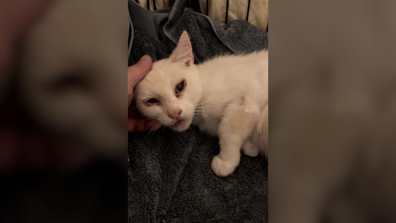 Emi rescued from Collingwood streets