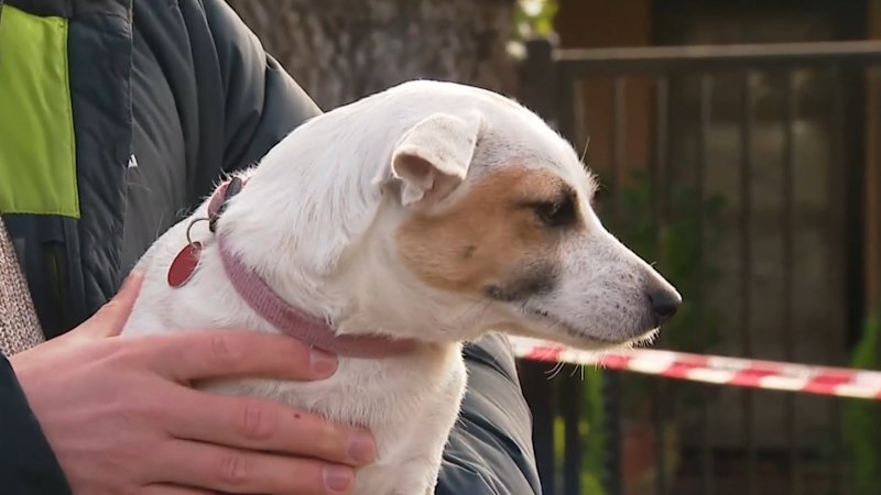 Dog hailed hero after home goes up in flames