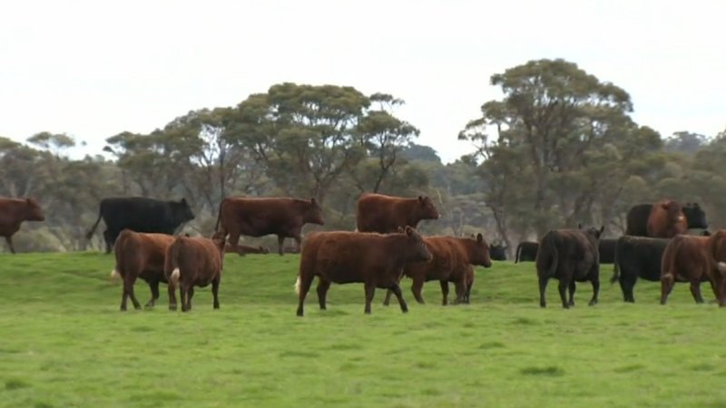 Australia lifts US beef imports ban