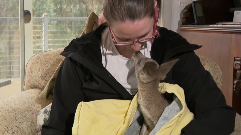 Police investigate after kangaroos shot dead in horrific case of animal cruelty