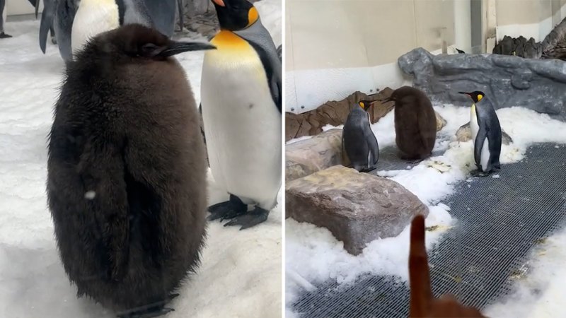 Meet Pesto, the huge baby penguin going viral on social media