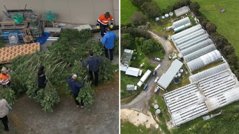 Tens of millions of dollars’ worth of cannabis seized in Victoria