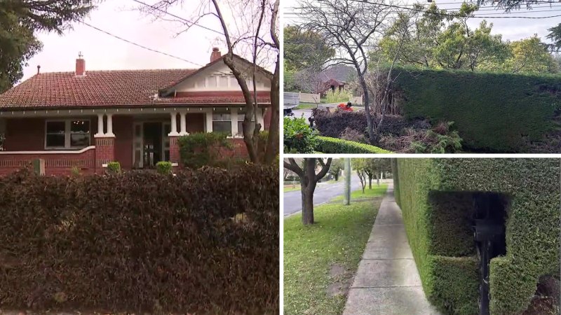 Melbourne homeowners locked in hedge war with local council