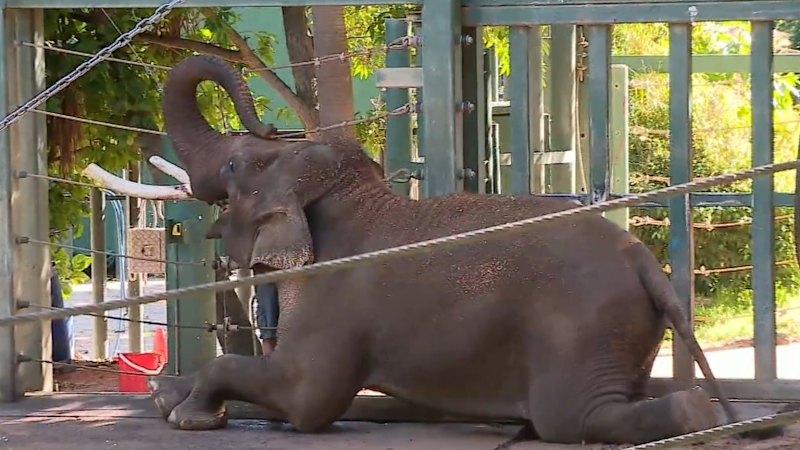 Perth elephant to have new home in South Australia