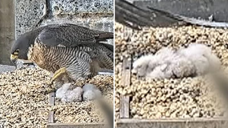 Livestream captures exciting arrival of falcon chicks on Melbourne rooftop