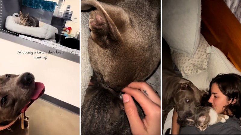 Woman reveals the adorable bond between her dog and a rescue kitten