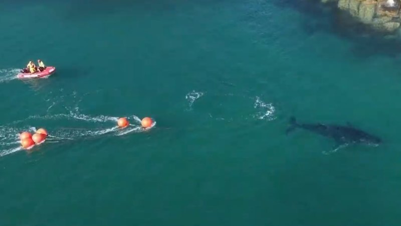 Expert explains how crews rescued tangled humpback whale
