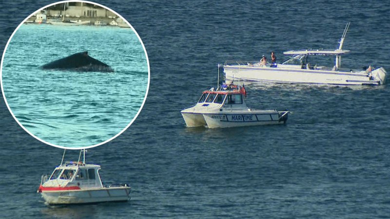 Rescue mission to free a whale trapped in nets in Sydney Harbour to resume today