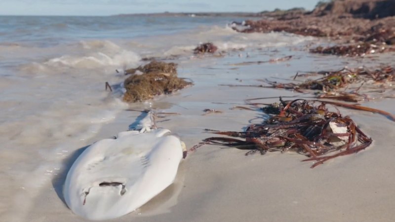 Multimillion-dollar investment to tackle SA algal bloom crisis