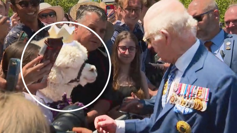 Hephner the Alpaca sneezes on King Charles