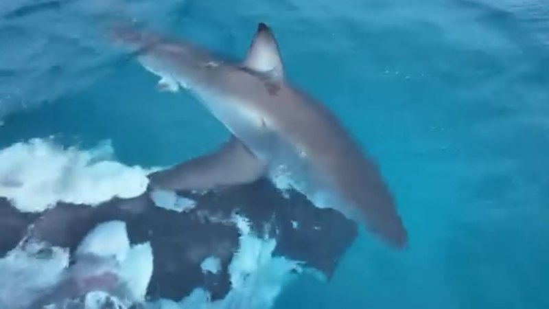 Shark spotted circling whale carcass in Esperance, WA